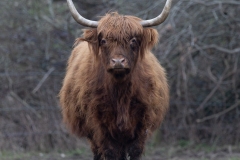 Highland Cow