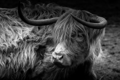 Highland Cow 2