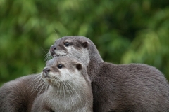 Otters