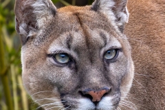Puma 1