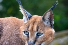 Caracal