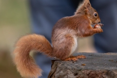 Red Squirrel 1