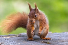 Red Squirrel 2