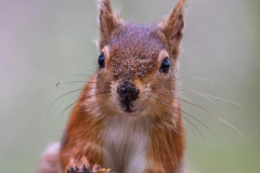 Red Squirrel 3