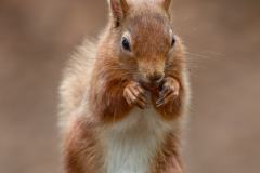 Red Squirrel 4