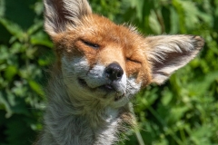 Smiling Fox