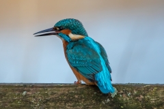 Kingfisher 1