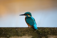 Kingfisher 2