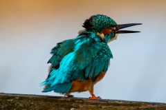 Kingfisher drying off