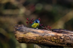 Blue Tit