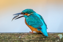 Kingfisher with fish