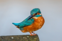 Kingfisher 6