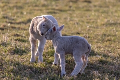 Lambs