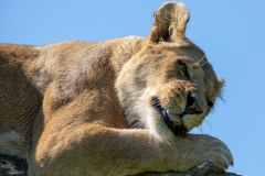 Lioness