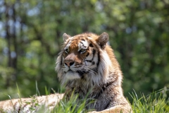 Tiger 1
