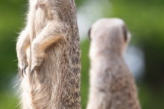 Meerkat