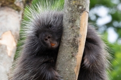 Tree Porcupine