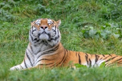 Tiger Smiling