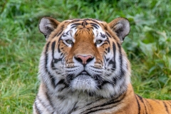 Tiger watching