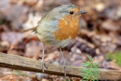 Robin Redbreast