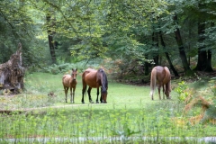 New Forest Ponies