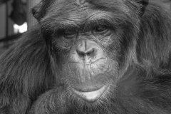 Monkey in B&W