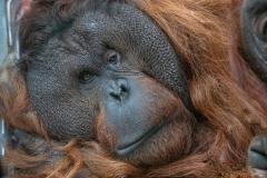 Orangutan