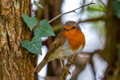 Christmas Robin