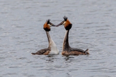 Great Crested Grebe