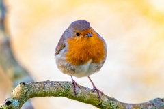 Robin