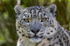 Snow Leopard