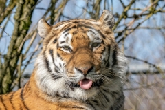 Tiger tongue out