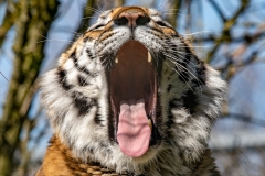 Tiger yawning