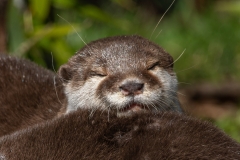 Sleepy Otter