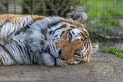 Sleepy Tiger