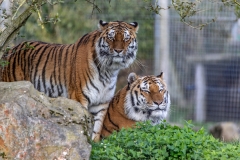 Tigers together