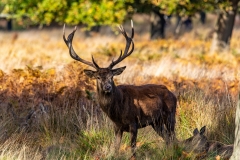 Posing Stag