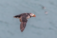Puffin-Flying