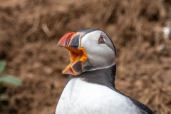 Puffin-Laughing