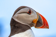 Puffin-close-up