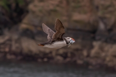 Puffin-flying-with-fish