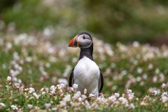 Puffin-in-flowers