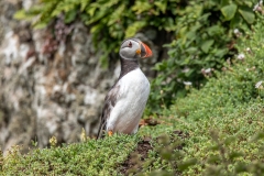 Puffin-in-grass