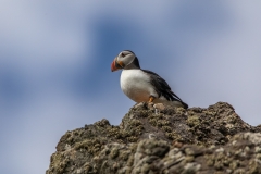 Puffin-on-rocks