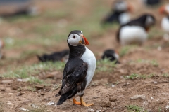 Puffin-standing
