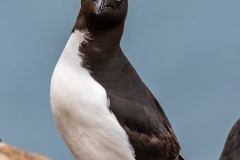 Razorbill