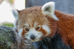 Red Panda