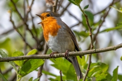 Singing Robin