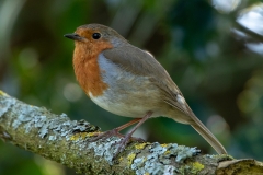 Robin