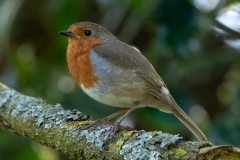 Robin